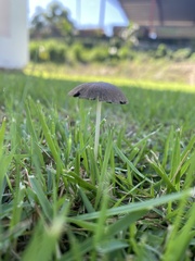 Panaeolus cyanescens