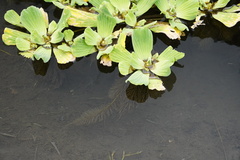 Pistia stratiotes image