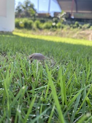 Panaeolus cyanescens