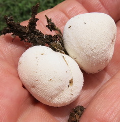 Lycoperdon pratense
