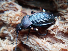 Carabus cancellatus