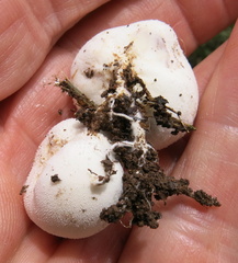 Lycoperdon pratense