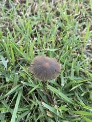 Panaeolus cyanescens