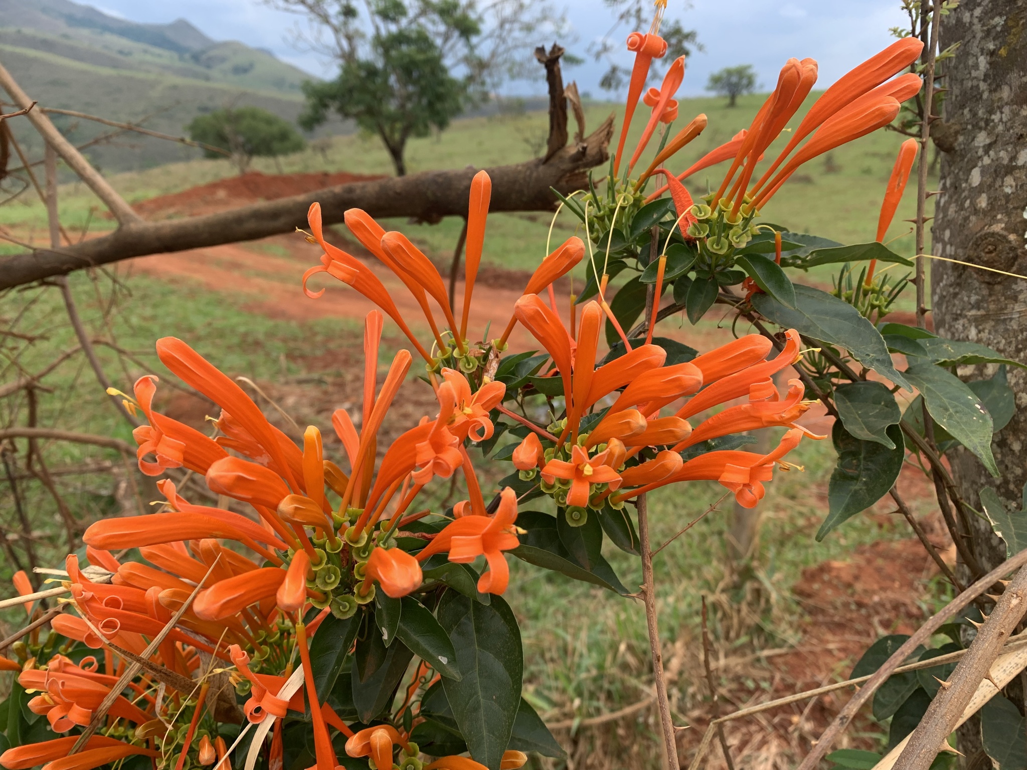 Pyrostegia venusta