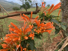 Pyrostegia