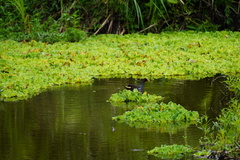 Gallinula chloropus