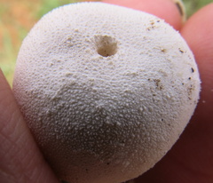 Lycoperdon pratense