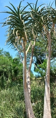 Aloidendron barberae