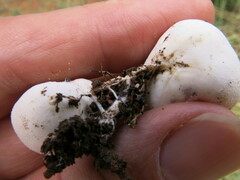 Lycoperdon pratense