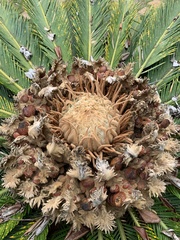 Yucca aloifolia