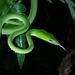 綠瘦蛇 - Photo 由 aswad andriyanto 所上傳的 (c) aswad andriyanto，保留部份權利CC BY-NC
