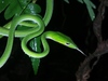 Oriental Whipsnake - Photo (c) aswad andriyanto, some rights reserved (CC BY-NC), uploaded by aswad andriyanto