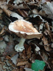Leucocortinarius bulbiger