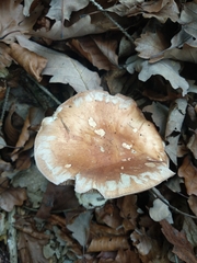 Leucocortinarius bulbiger