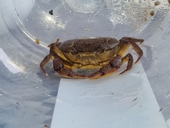 Austrothelphusa transversa