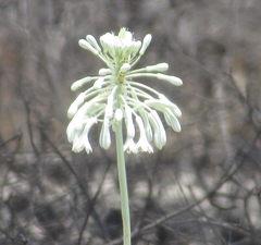Pseudogaltonia clavata