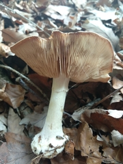 Leucocortinarius bulbiger