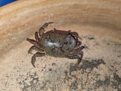 Austrothelphusa transversa