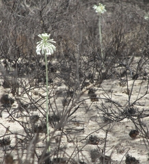 Pseudogaltonia clavata