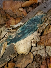 Grosmannia clavigera