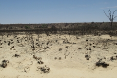 Pseudogaltonia clavata