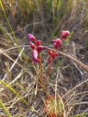 Drosera aliciae