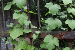 Vitis amurensis