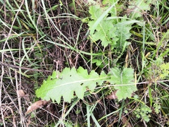 Carduus crispus