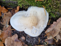 Tricholoma album