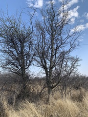 Commiphora glandulosa