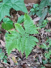 Ctenitis subglandulosa