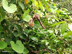Aristolochia ringens