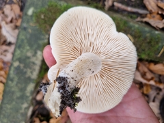 Tricholoma album