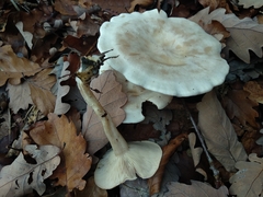 Clitocybe phyllophila