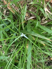 Rhynchospora nervosa