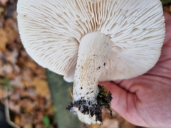 Tricholoma album