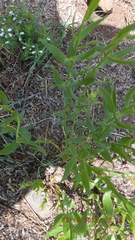 Callilepis laureola