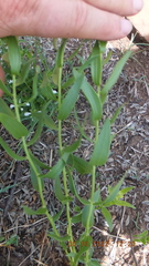 Callilepis laureola