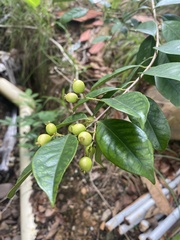 Myrcia