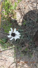 Callilepis laureola