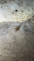 Tegenaria domestica