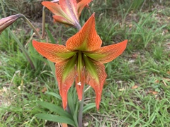 Hippeastrum glaucescens
