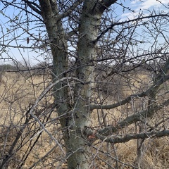 Commiphora glandulosa
