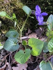 Viola riviniana