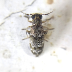 Pelonium