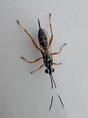Lymeon orbus