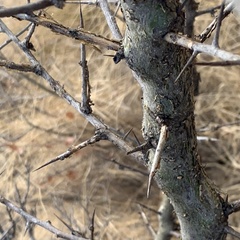 Commiphora glandulosa