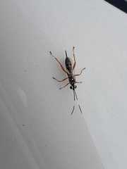 Lymeon orbus