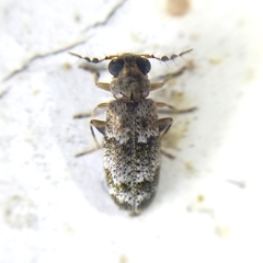 Pelonium