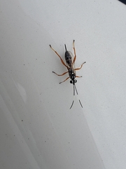 Lymeon orbus